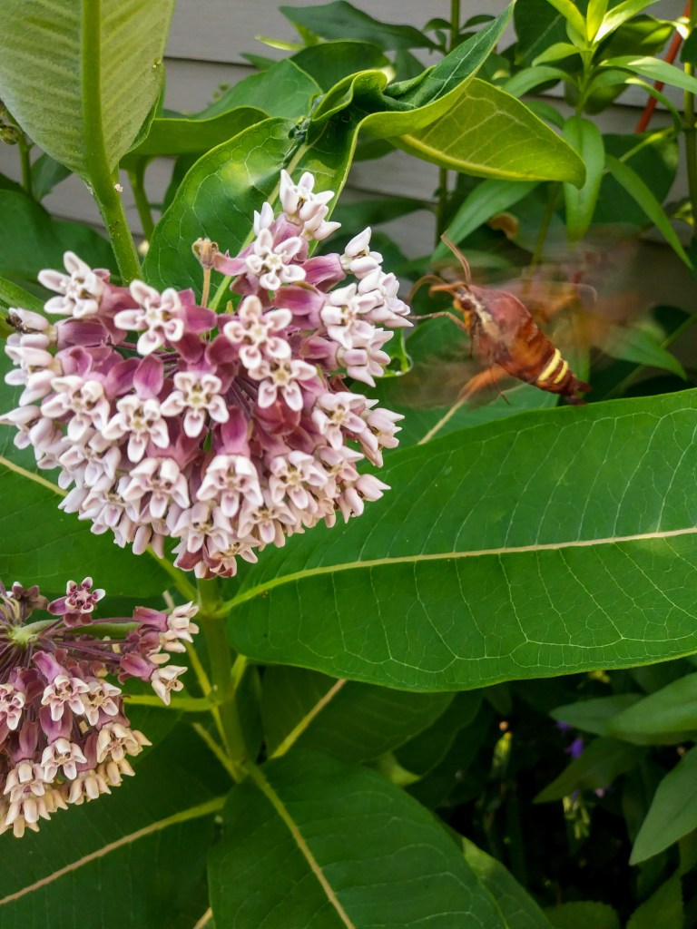 A Nessus sphinx moth (Amphion floridensis) visits a common milkweed (Asclepias syriaca) plant in the author's garden. Photo © Jen Berlinghof.