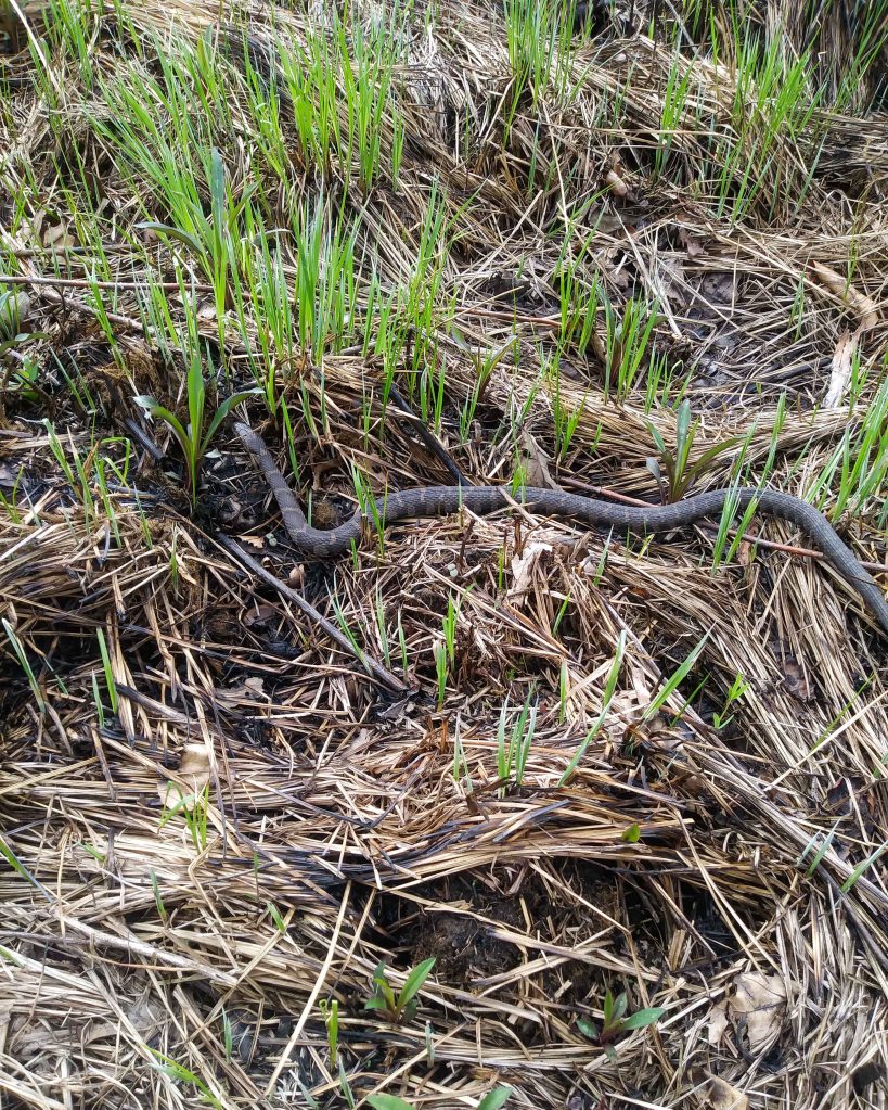 The author and her son spotted this water snake (Nerodia spp.) on a citizen science expedition. Photo © Jen Berlinghof.