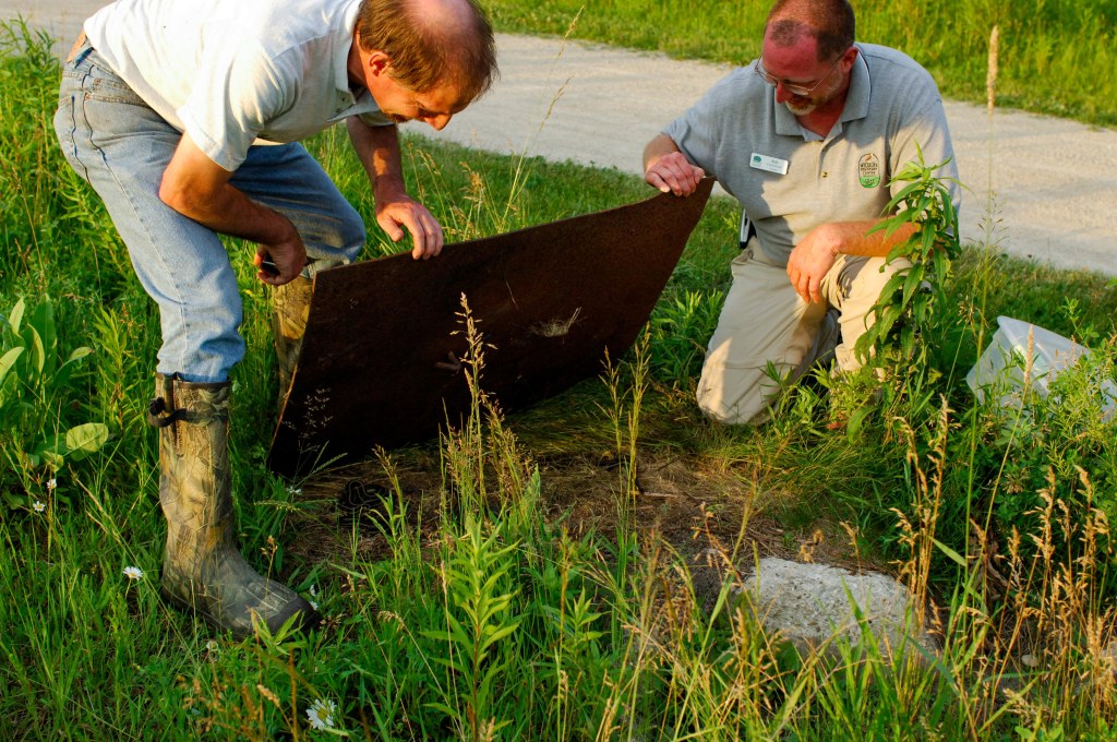 Community scientists flip over a cover board during a BioBlitz event held at Middlefork Savanna in Lake Forest in 2008. Photo © Carol Freeman.