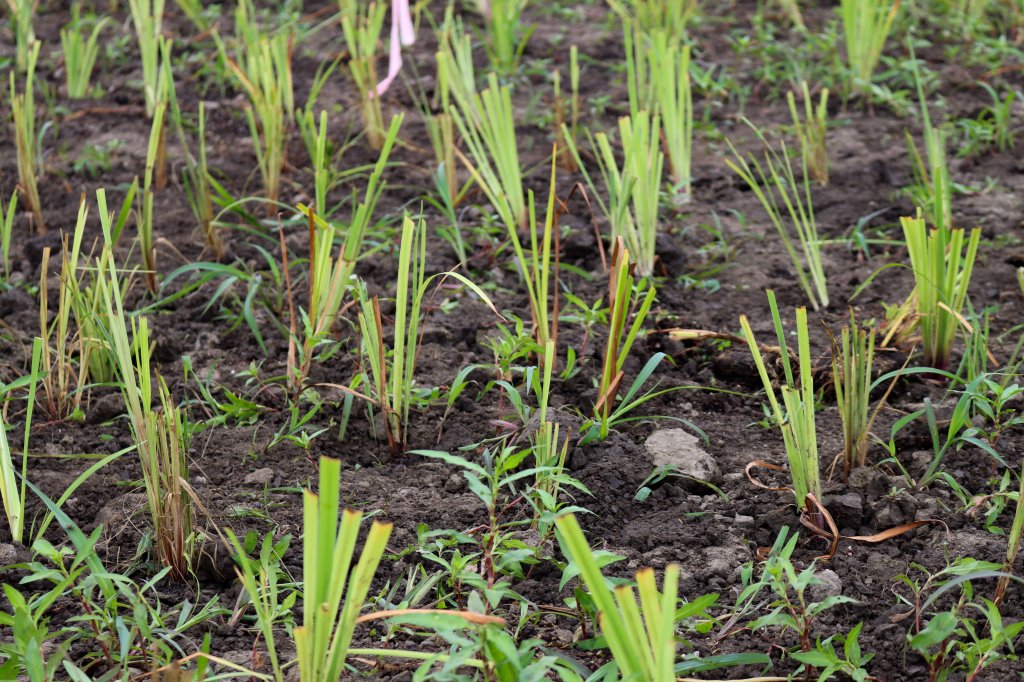 The results of a hard day's work. Photo © Lake County Forest Preserves.