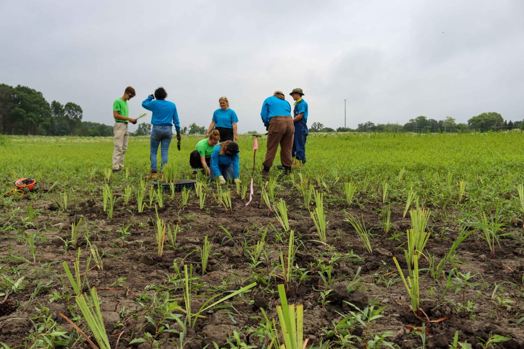 About 1,000 wetland plugs were planted on the morning of July 13, 2021. Photo © Lake County Forest Preserves.