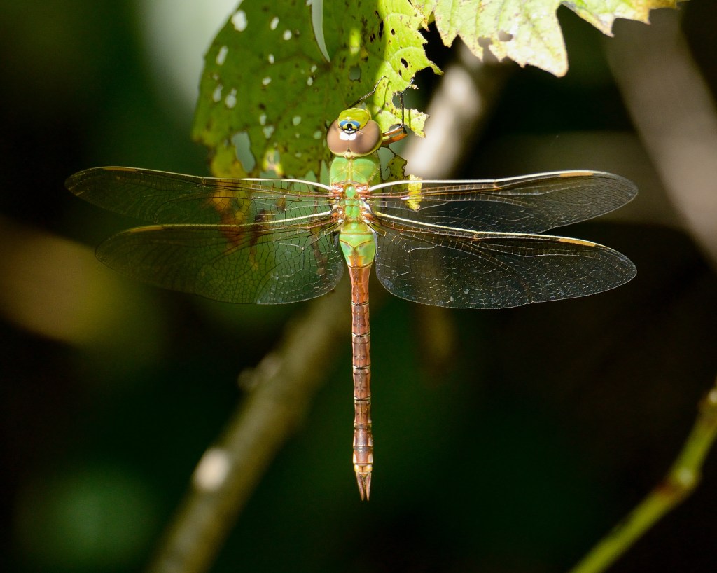Green darners are named after their resemblance to a darning needle. Photo © Phil Hauck.