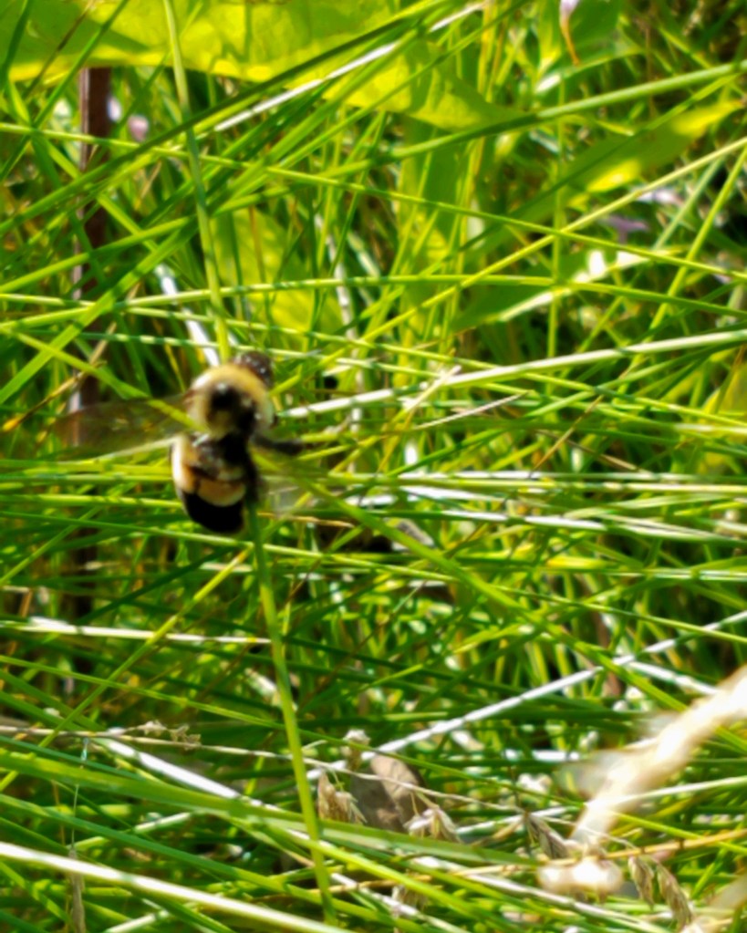 In July 2020, Stewardship Ecologist Kelly Schultz spotted this rusty patched bumble bee at Greenbelt in North Chicago, causing a flurry of excitement among staff, residents and local ecologists. Photo © Lake County Forest Preserves.