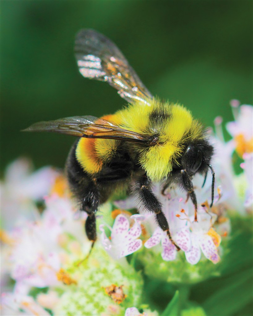 A worker, or male, rusty patched bumble bee (Bombus affinis) sits atop mountain mint. Photo © Dan Mullen.