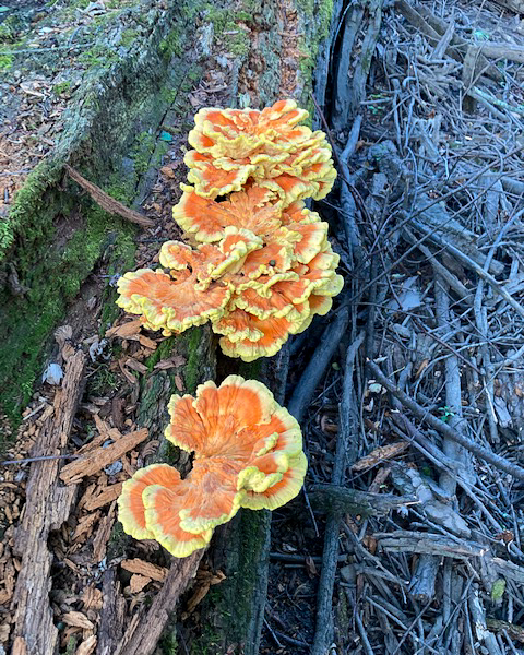 The chicken-of-the-woods (Laetiporus sulphureus) is a bracket fungus that grows on the trunks and branches of many tree species, including oaks, beeches, plums and willows. The fungus can sometimes act as a parasite. By the time mushrooms appear, it's likely the host tree has been invaded by thousands of mycelia. Photo © Lake County Forest Preserves.