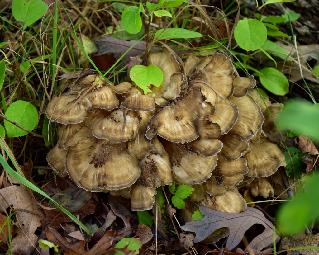 The hen of the woods (Grifola frondosa) is sometimes mistaken for fallen leaves. It's visible from September-November on the ground at the base of oak and other deciduous trees. You can typically find hen of the woods in the same place year after year, growing in clusters 10-20" wide. Photo © Helena Keller.