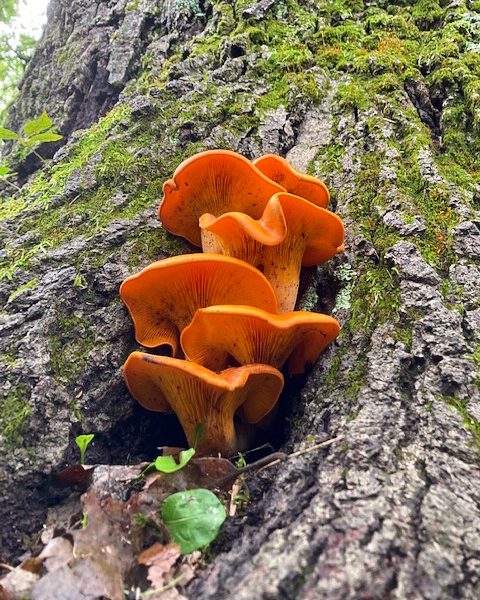 The jack-o'-lantern (Omphalotus illudens) is bioluminescent and glows green at night. It's also toxic, causing cramps, vomiting and diarrhea upon ingestion. The mushroom is usually found clustered at the base of tree trunks and stumps, or on the buried roots of deciduous trees. Photo © Lake County Forest Preserves.