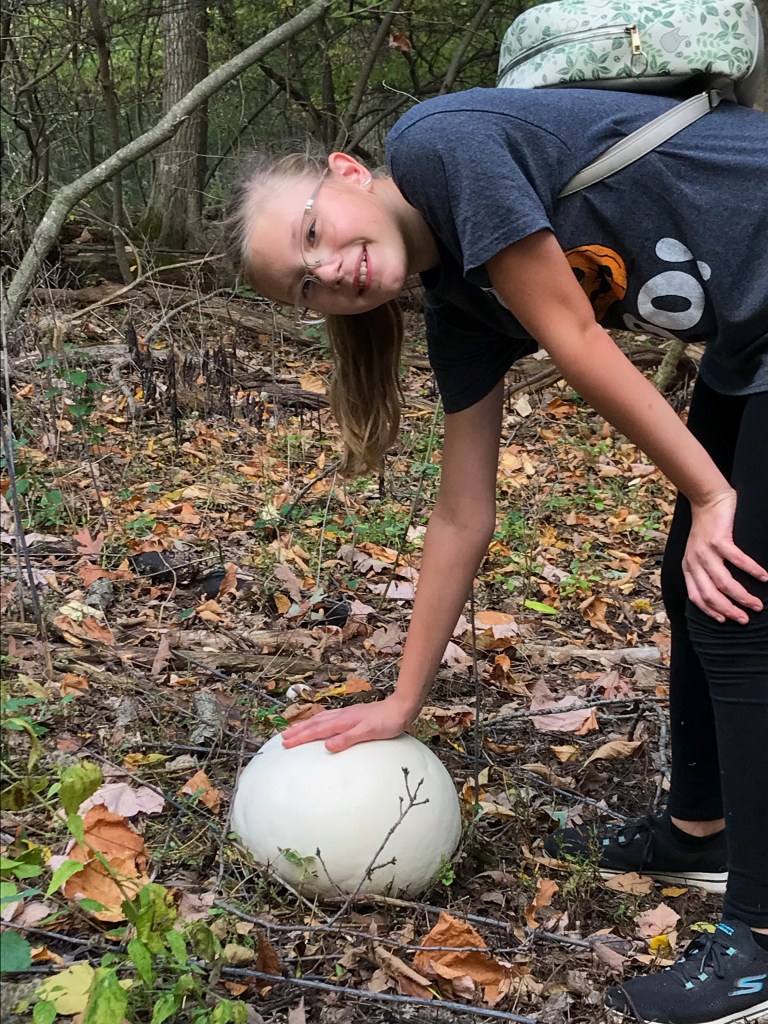 The giant puffball (Calvatia gigantea) is a perennial fall favorite in the preserves. It's a huge, smooth, white sphere typically measuring 8-20" in diameter. The puffball is found growing singly or in fairy rings in open woods and pastures. When white within, it's an edible species—though remember that collection of any natural material in the preserves is prohibited. Pictured: Joanna Klick. Photo © Ken Klick.