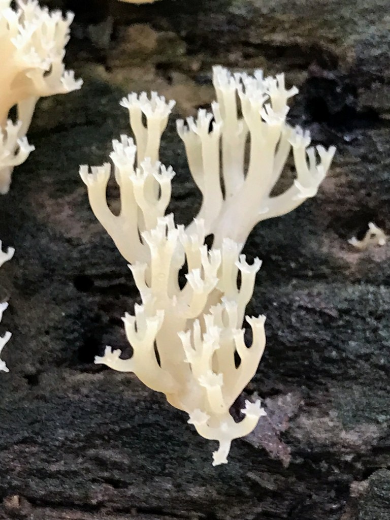 The white coral (Ramariopsis kunzei) is a visually interesting species best identified by its vertical branched structure, white color and fragile flesh. Photo © Ken Klick.