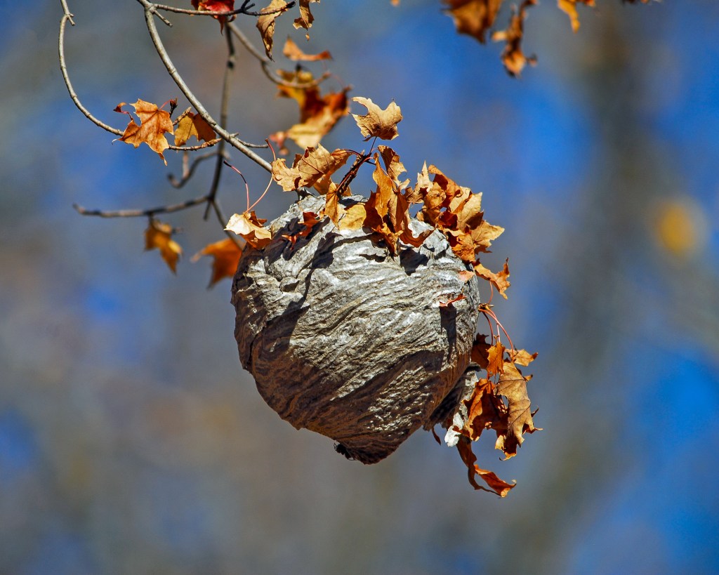 Look for bald-faced hornet (Dolichovespula maculata) nests—such as this one—revealed by the departure of leaves. Stock photo.