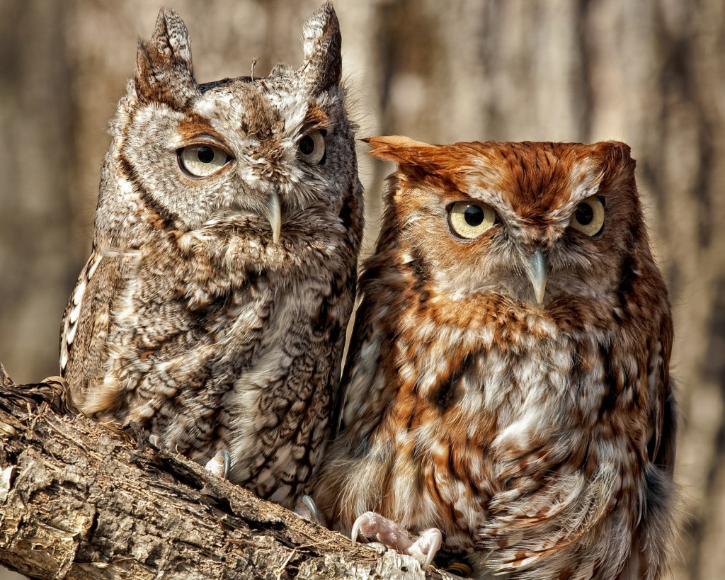 Two eastern screech owls perch on a branch. This species has gray and rufous (reddish-brown) morphs, or color phases. About a third of individuals are rufous. Stock photo.