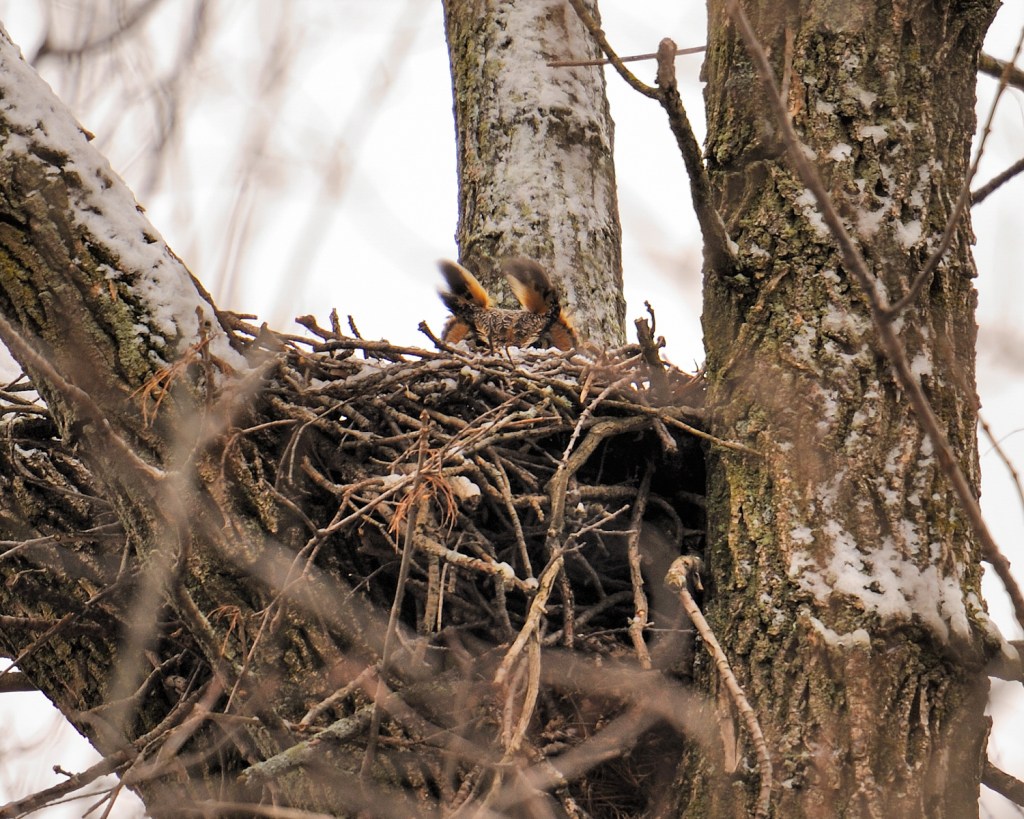 An adult great horned owl peeks over the top of its snow-dusted nest. Photo © Phil Hauck.