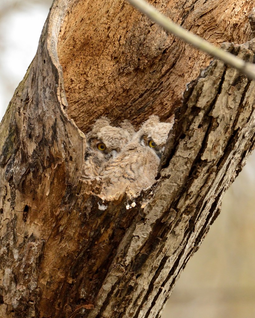 Two great horned owlets peer out of a cavity in a tree snag. Photo © Phil Hauck.