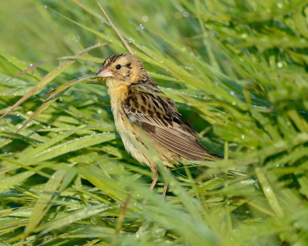 The female bobolink's year-round coloration is quite different from the male's breeding coloration. Note the peachy-pink beak, pale eyebrow and dark eye line. Photo © Phil Hauck.