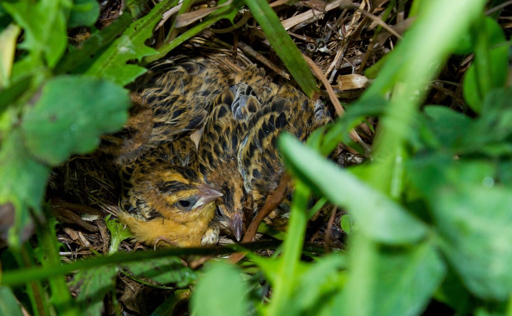 Bobolink nests can be tricky to find among tall grasses and wildflowers. The nest can be up to four inches across and two inches deep. Stock photo.