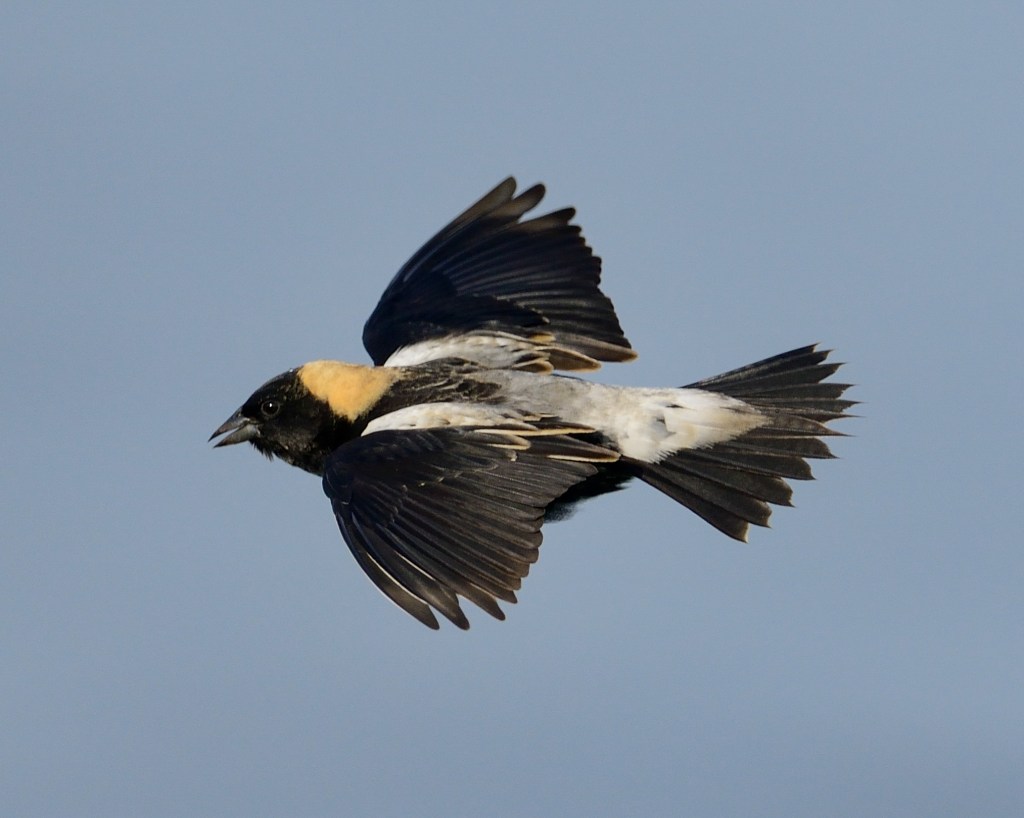 A male bobolink in flight. Photo © Phil Hauck.