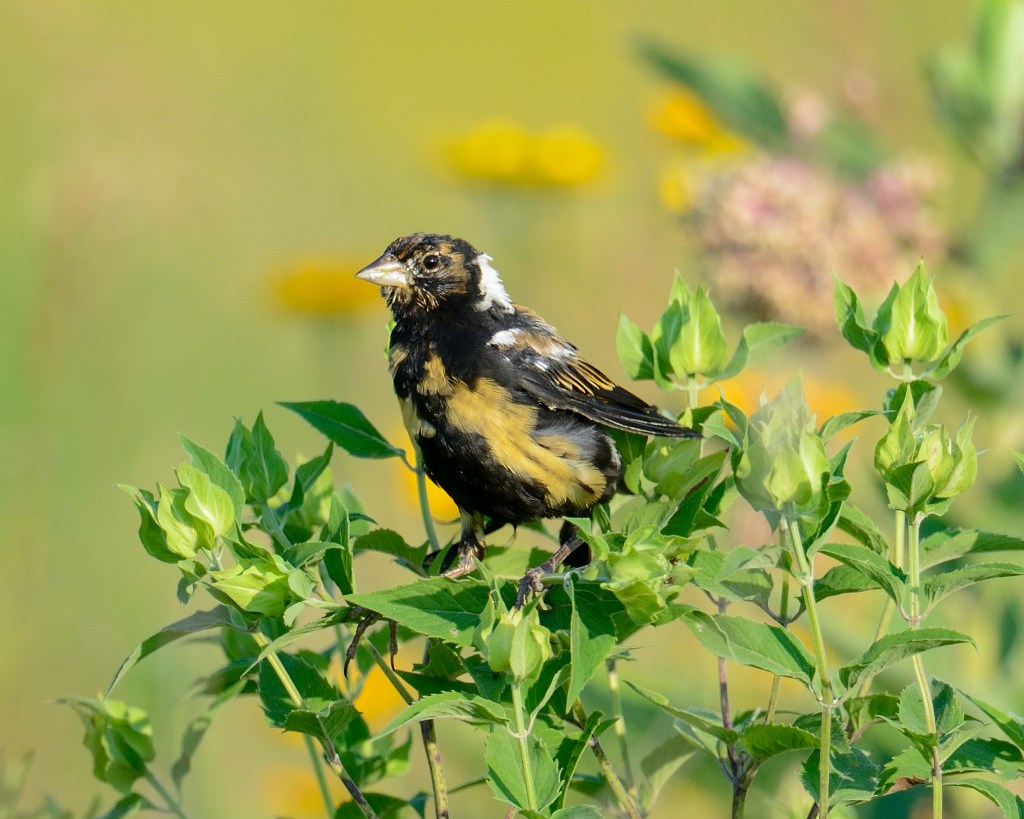 This male bobolink is molting out of his tuxedo attire. Photo © Phil Hauck.