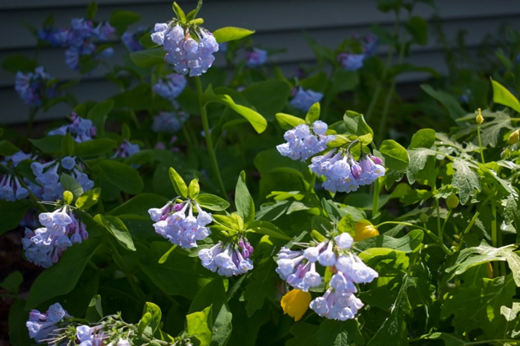 Early-season bloomers such as Virginia bluebells (Mertensia virginica) provide critical pollen and nectar for bumble bee queens emerging in spring. Photo © Eileen Davis.
