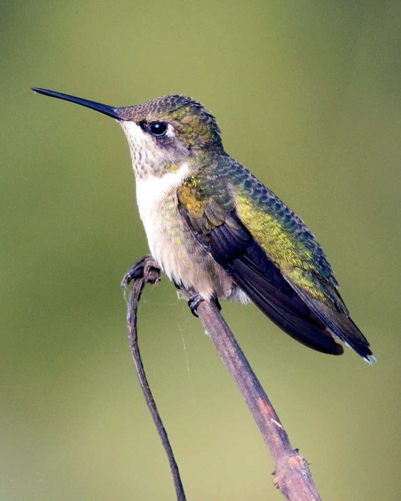 A female ruby-throated hummingbird (Archilochus colubris) rests on a twig. This species migrates south to wintering grounds in Mexico, Central America and along the Gulf Coast. Photo © Phil Hauck.