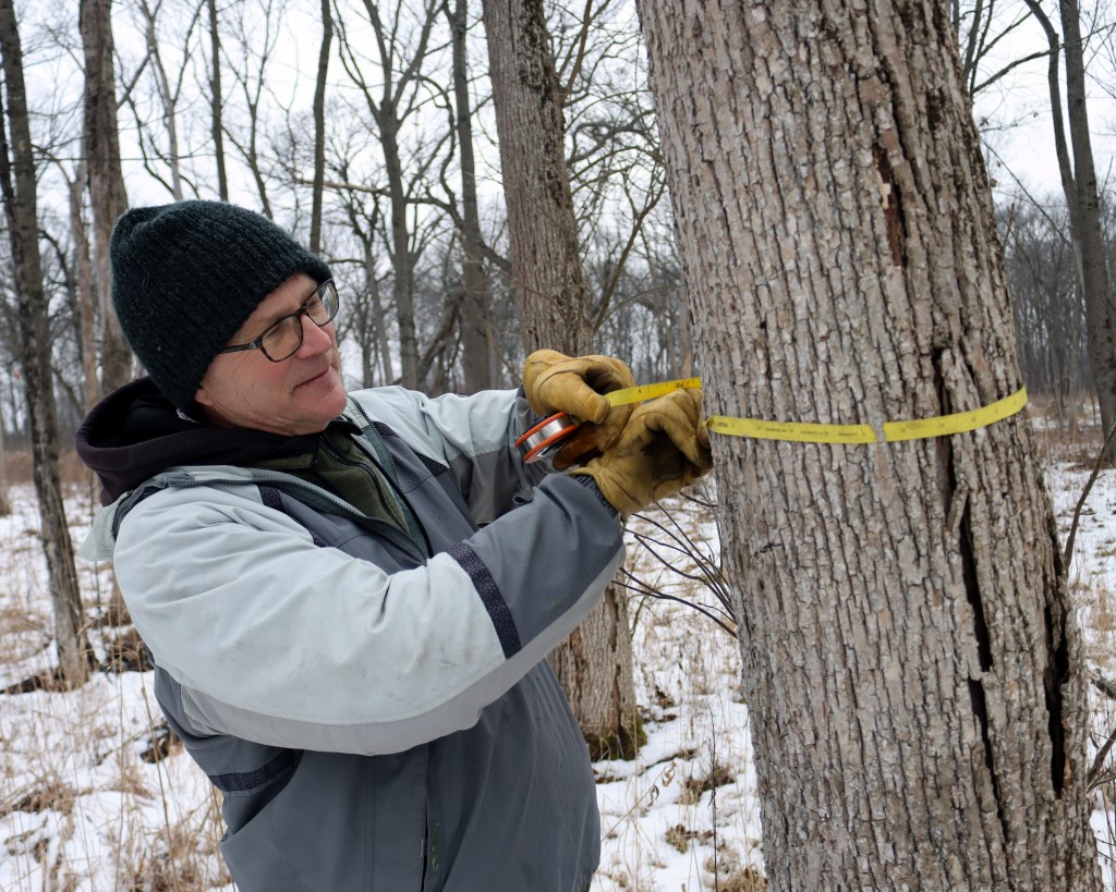 Restoration Ecologist Ken Klick measures a tree's diameter at breast height, or DBH. Photo © Lake County Forest Preserves.