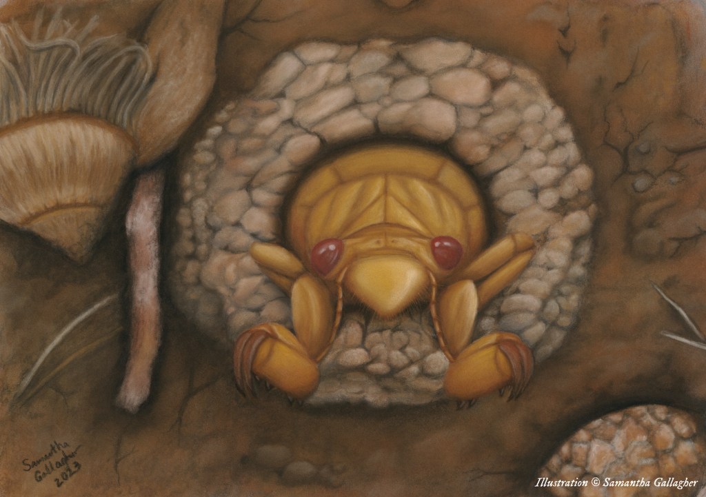 Nymphs sometimes create short chimneys as they surface. Their emergence holes provide natural aeration to the soil. Illustration © Samantha Gallagher.