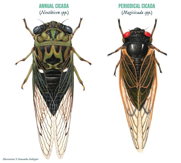 State Pension 202526 Annual Vs Periodical Cicada Picture Insect