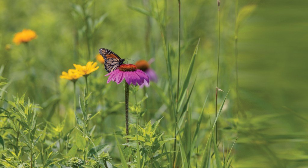 A monarch butterfly (Danaus plexippus) feeds on nectar from a purple coneflower (Echinacea purpurea).