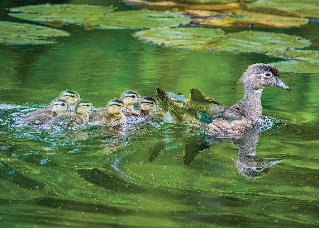 A mother wood duck (Aix sponsa) and her ducklings swim at a preserve. Photo © Tim Elliott.