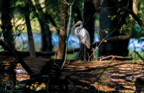 Fox River in Port Barrington
Situated along a peaceful stretch of the Fox River, the site features rolling landscapes, oak savannas and pristine wetlands making it ideal to observe a diverse range of birds, from majestic eagles to graceful herons and egrets.