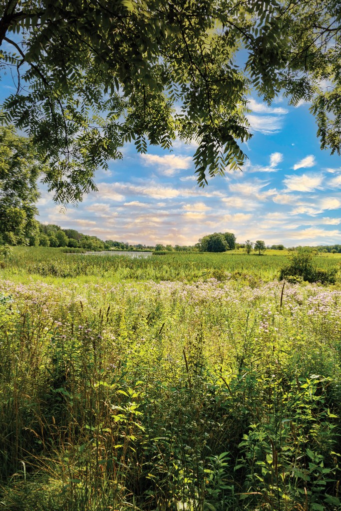 Summertime stuns at McDonald Woods. Trails here connect to our regional Millennium Trail and provide access to the Grass Lake Road Bike Path and several other neighboring communities and parks.