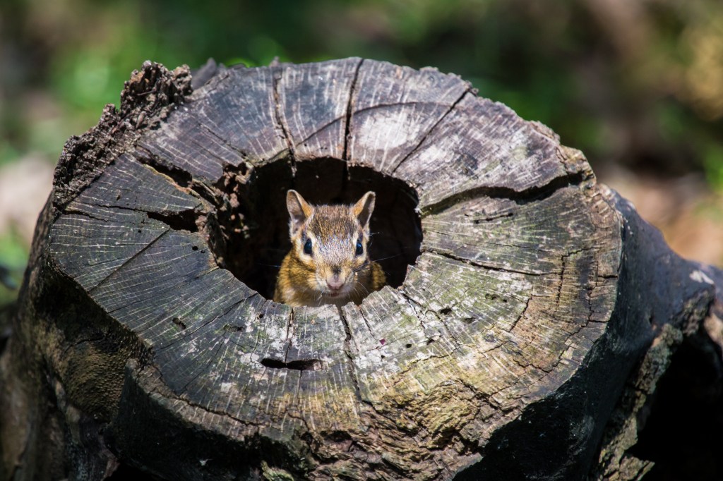 An eastern chipmunk (Tamias striatus) peers out of a hollow log.