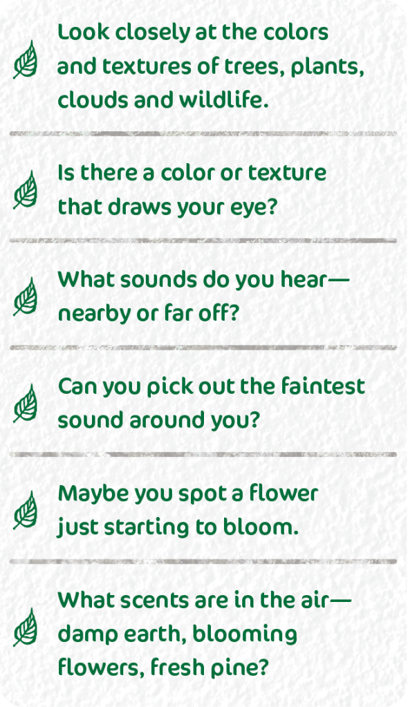 Some tips to help you practice forest bathing.