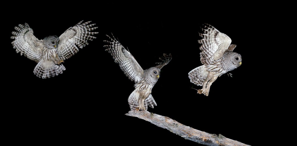 A barred owl snatches a mouse from a tree branch.