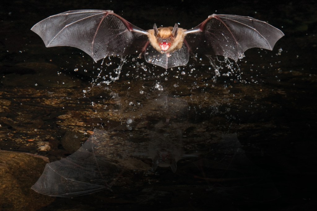 Big brown bats swoop down to snag insects just above the water’s surface.