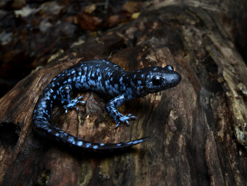 Blue-spotted salamanders hunt for small invertebrates during cool nighttime temperatures.