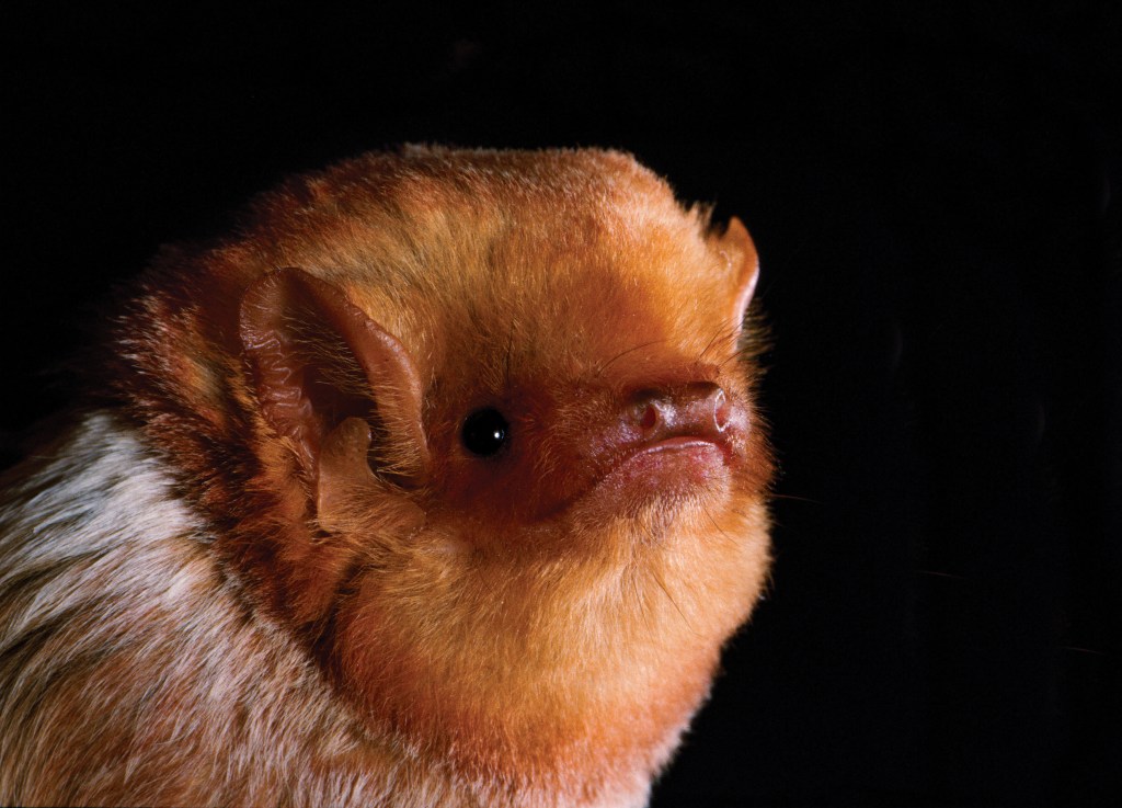 Eastern red bats (above) and hoary bats (below) fly through Lake County’s nighttime skies.