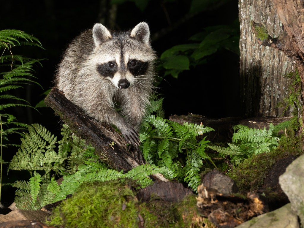 Raccoons aren’t picky eaters. They’ll devour fruits, insects, nuts, berries, frogs, eggs, rodents, plants and human-prepared food.
