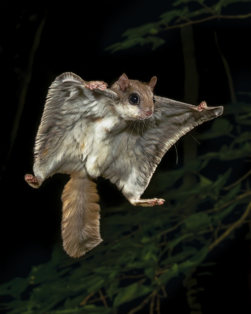 A southern flying squirrel (Glaucomys volans) glides gracefully across the nighttime sky. Weighing only 1–3 ounces, this small, nocturnal mammal uses loose skin like a wing-suit to stay aloft. The species is native to North America—including Lake County—and Central America.