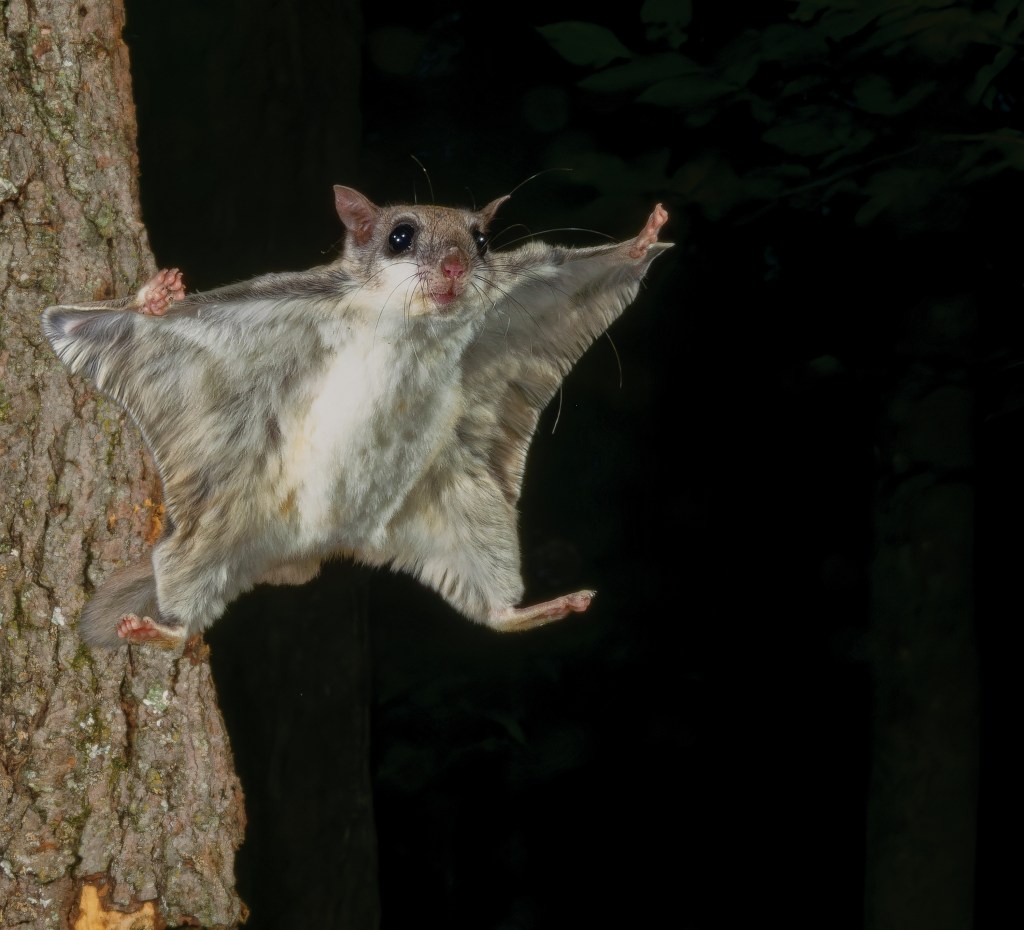 The flying squirrel's patagium acts like a wing-suit, keeping it aloft.