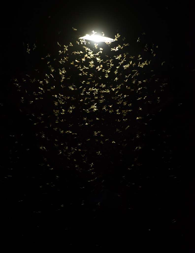 White outdoor lights often attract swarms of flying insects, making them easier prey.