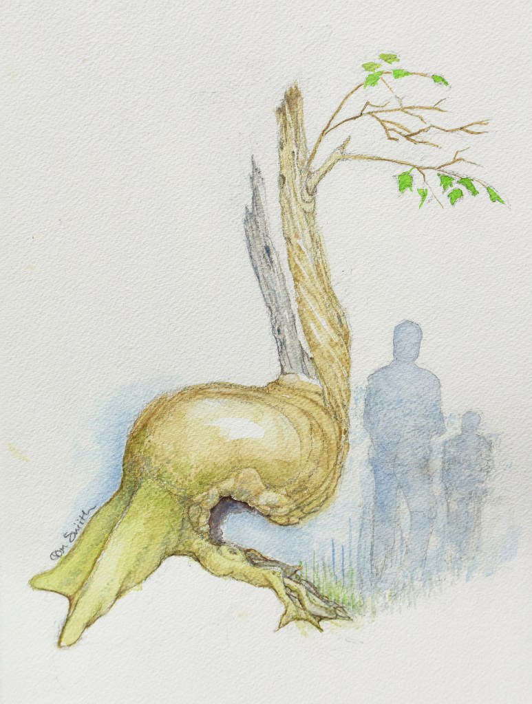 Trail Marker Tree: These trees once dotted Lake County. Native peoples bent saplings to point the way to trails, food or water. Most have disappeared today. Watercolor by Tom Smith.