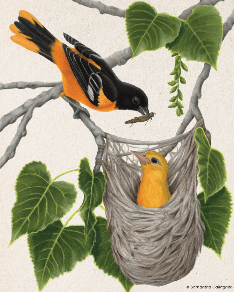 Baltimore oriole: Using grasses, bark and artificial fibers, Baltimore orioles weave sock-like nests high up in trees. Illustration © Samantha Gallagher.