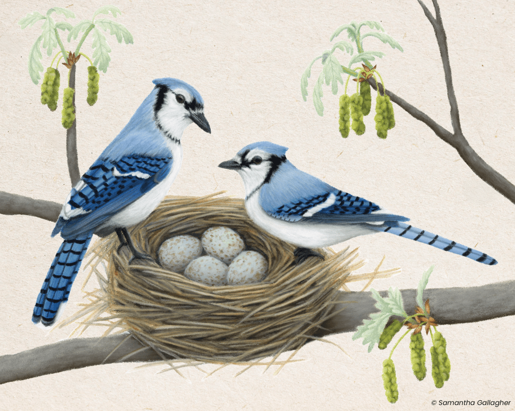 Blue jay: Mating blue jay pairs assemble loose nests of sticks and grasses in the forked branches of trees, incubating 4–6 green eggs speckled with brown spots. Illustration © Samantha Gallagher.