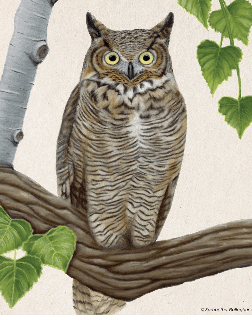 Great horned owl: This species is Lake County's largest resident owl. It's also the earliest bird to kick off courtship and nesting each December. Illustration © Samantha Gallagher.