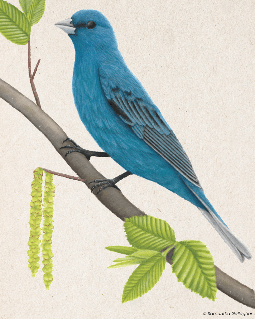 Indigo bunting: Look where woodlands meet fields or pastures—that's prime real estate for indigo buntings. These little birds benefit farmers by eating weedy seeds and pesky insects. Illustration © Samantha Gallagher.