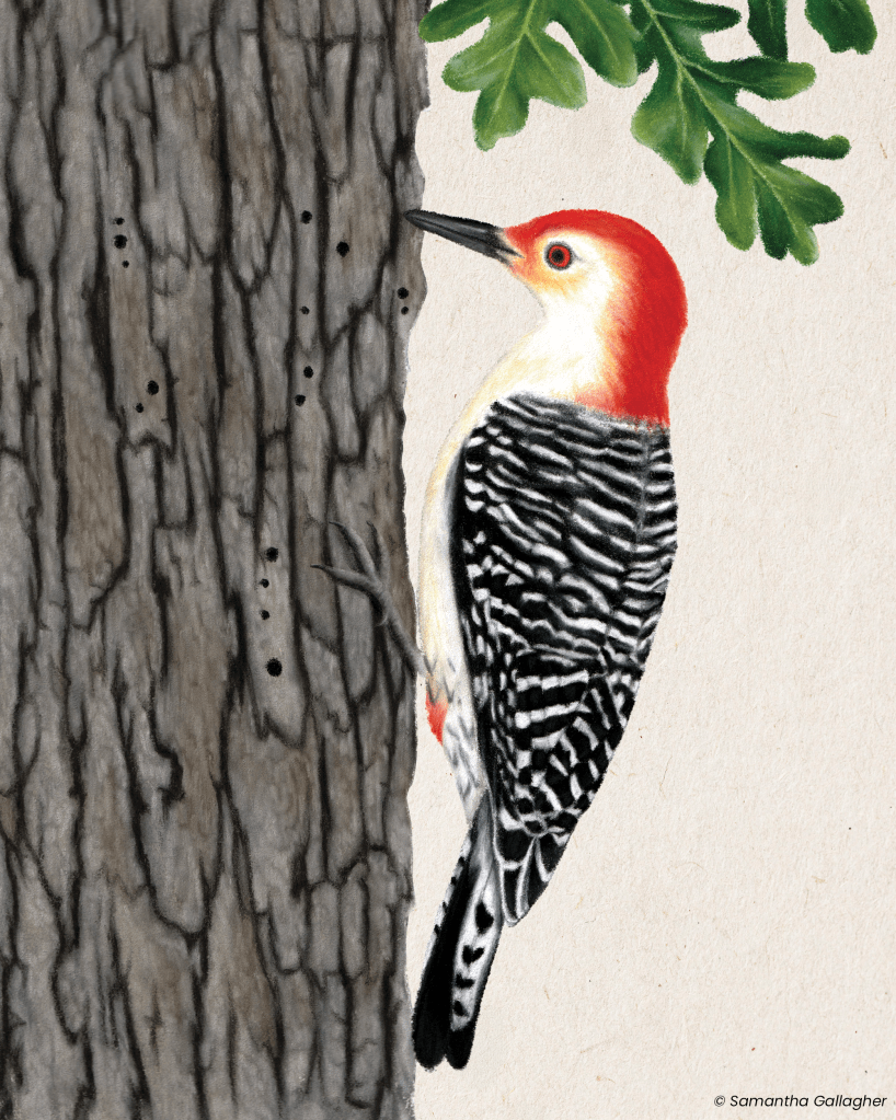 Red-bellied woodpecker: These woodpeckers communicate loud and often. Their rolling, raspy churrrr call is reminiscent of someone talking with a hoarse voice after a concert. Illustration © Samantha Gallagher.