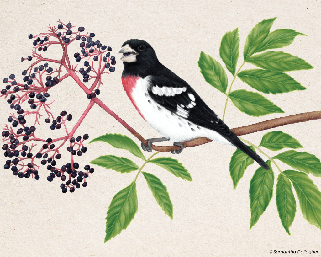 Rose-breasted grosbeak: This 8-inch-tall migratory bird is named for the male's triangular, rose-red chest patch. Illustration © Samantha Gallagher.
