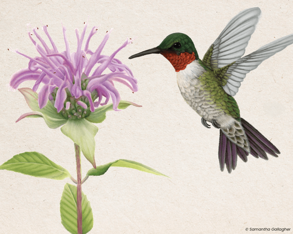 Ruby-throated hummingbird: Beating their wings up to 53 times a second, ruby-throated hummingbirds zigzag from flower to flower, sipping nectar. Illustration © Samantha Gallagher.