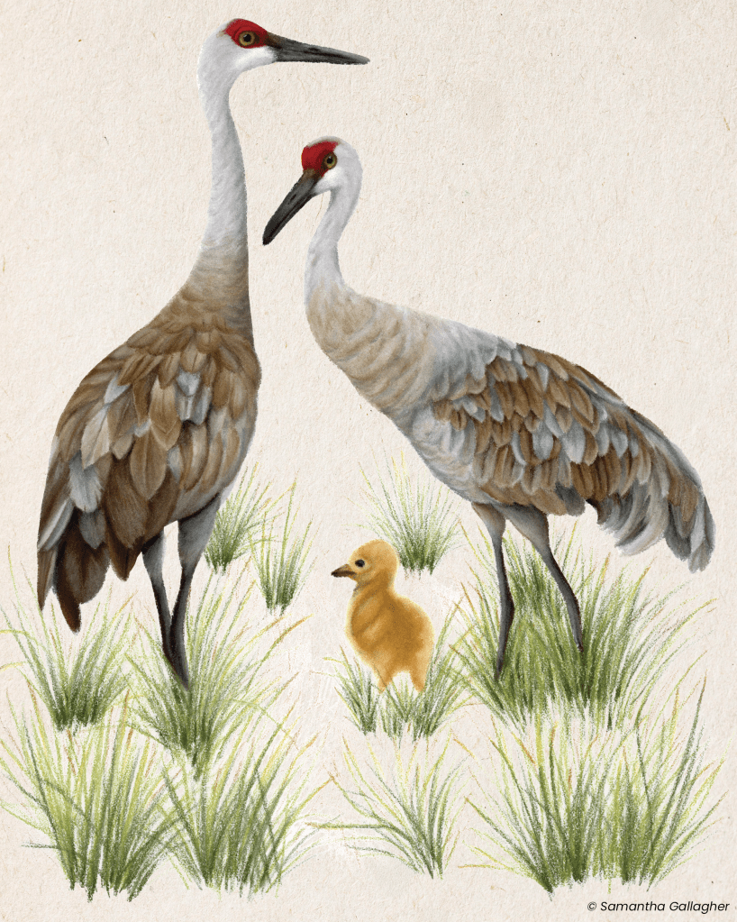 Sandhill crane: Mating sandhill crane pairs nest on the ground, often in wetlands. Both parents care for their eggs and young. Illustration © Samantha Gallagher.