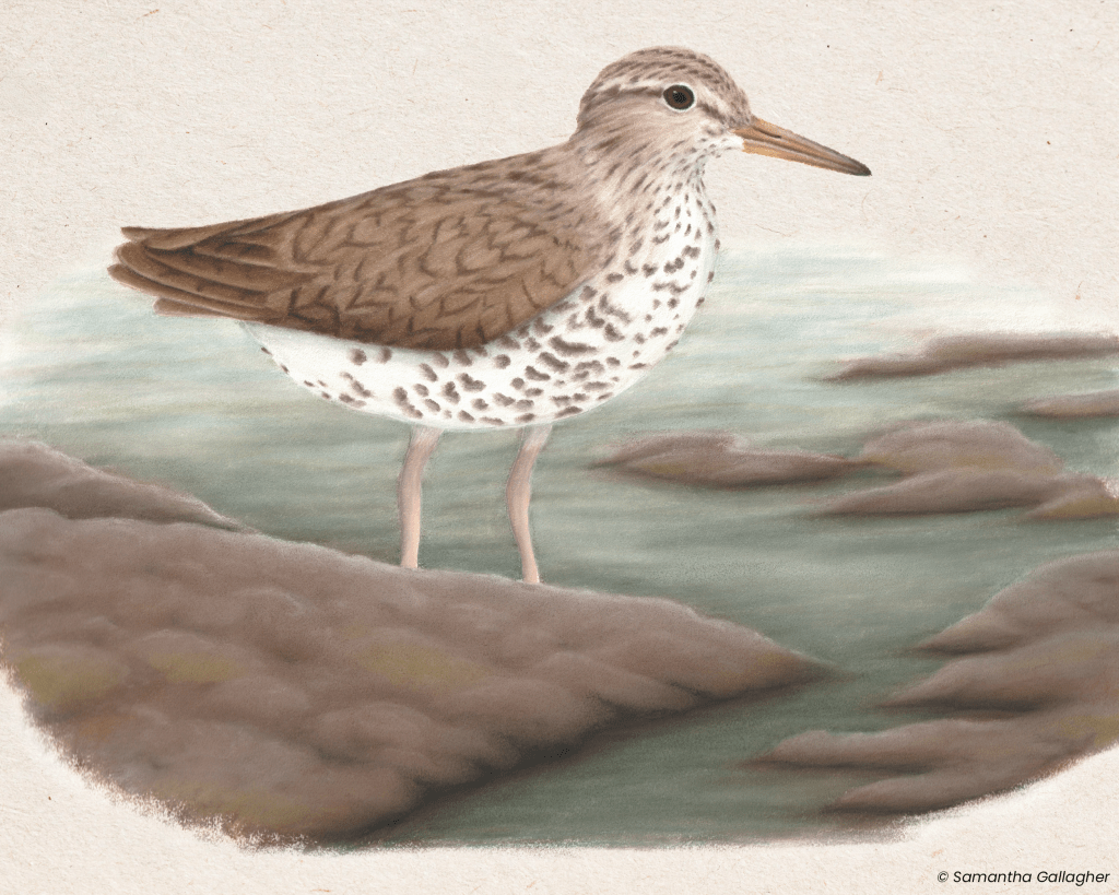 Spotted sandpiper: Spotted sandpipers know how to shake their tail feathers. These robin-sized shorebirds constantly bob the back halves of their bodies up and down while walking, feeding and standing still. Illustration © Samantha Gallagher.